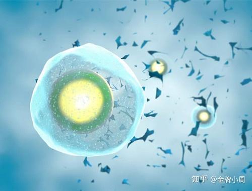 卵巢0.52卵泡正常还可以怀孕吗